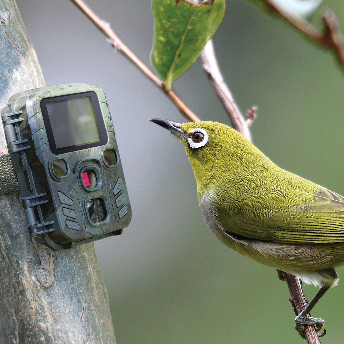 Technaxx 1080p Full HD Battery-Operated Security and Mini Nature Wild Cam - 3
